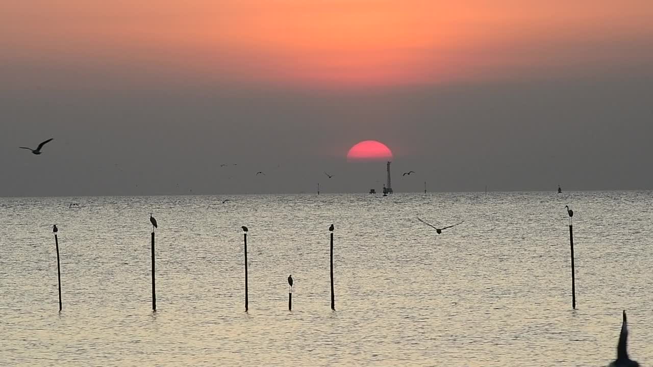 海鸥在天空中飞翔视频素材