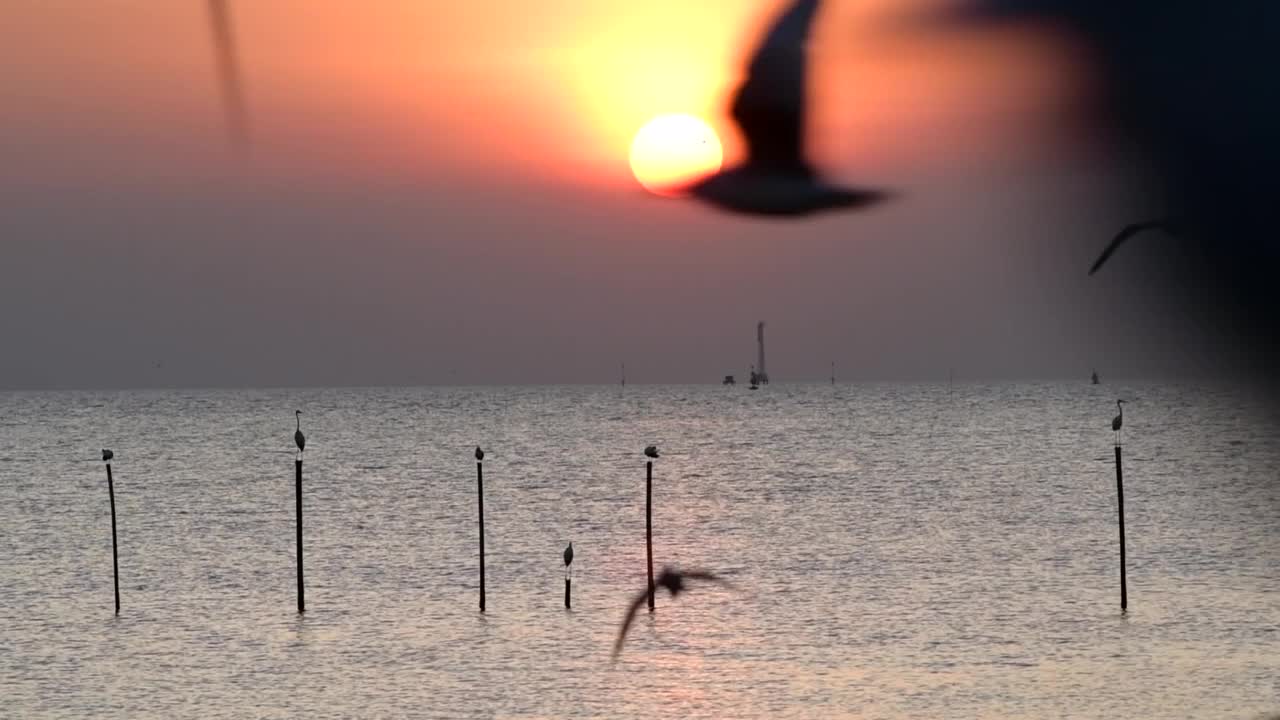 海鸥在天空中飞翔视频素材