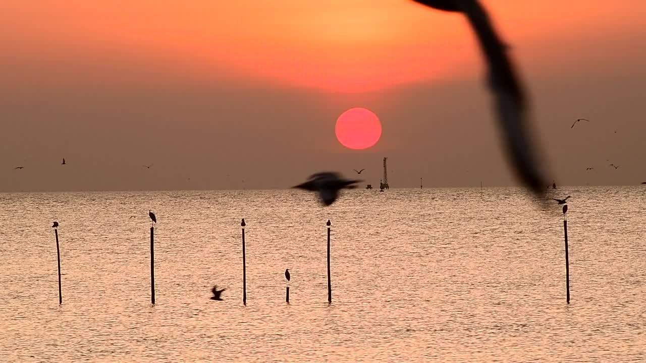 海鸥在天空中飞翔视频素材