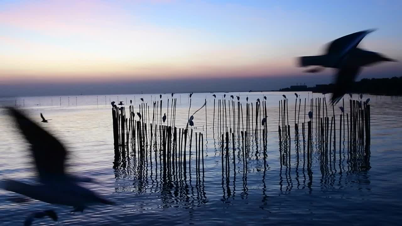 海鸥在天空中飞翔视频素材