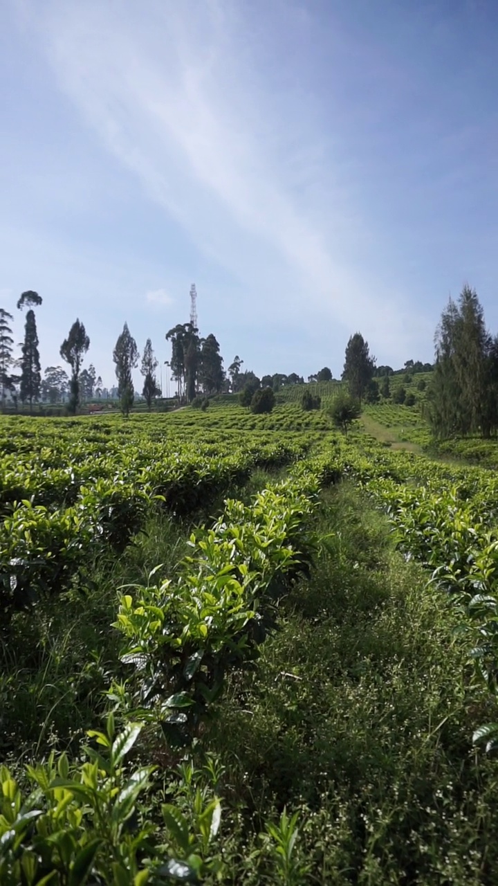 群山的全景，高高的绿树和绿茶种植园视频素材