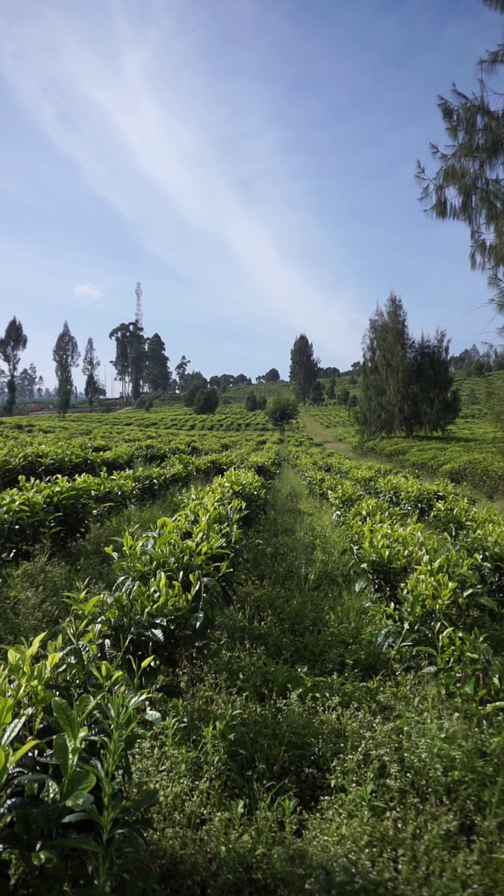 群山的全景，高高的绿树和绿茶种植园视频素材