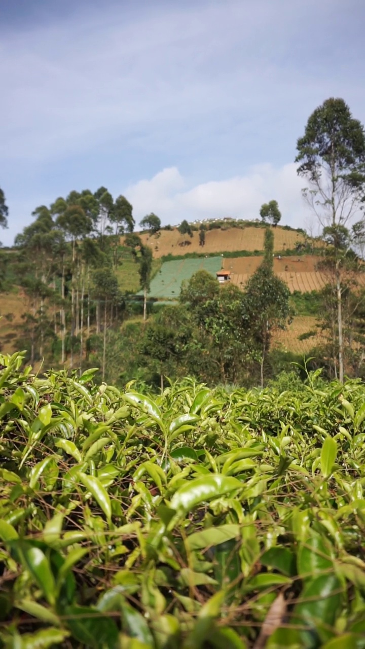 群山的全景，高高的绿树和绿茶种植园视频素材