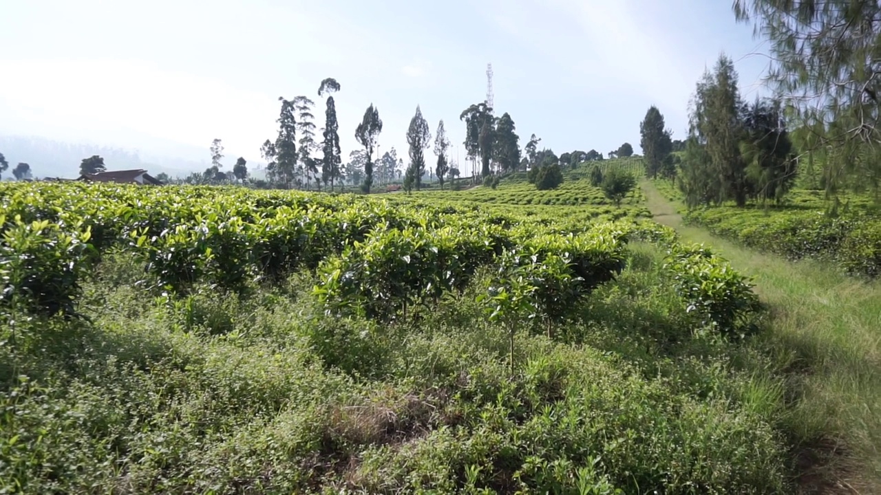 群山的全景，高高的绿树和绿茶种植园视频素材