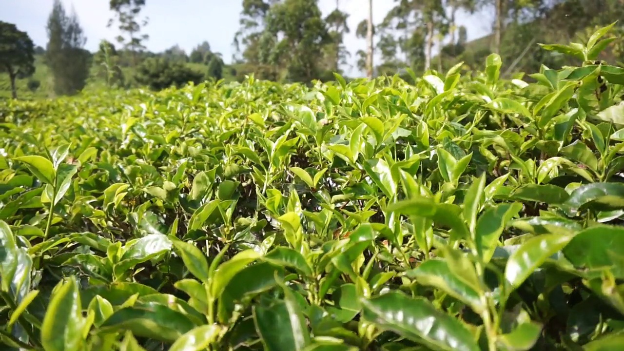 群山的全景，高高的绿树和绿茶种植园视频素材