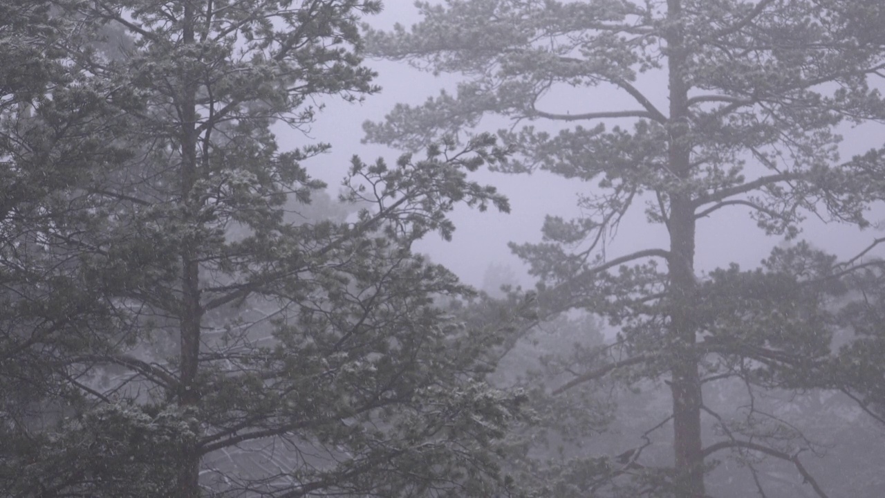 松林公园的冬天在下雪视频素材