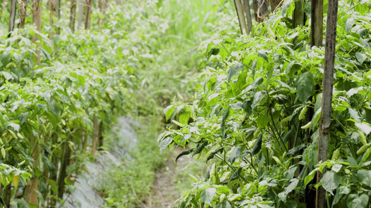 成熟并结果的辣椒植株以半传统的方式种植在田地里视频素材