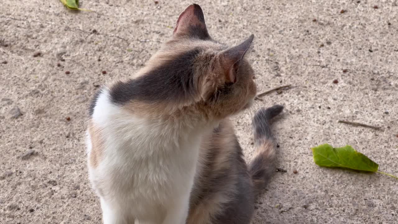 流浪猫独自站在户外视频素材