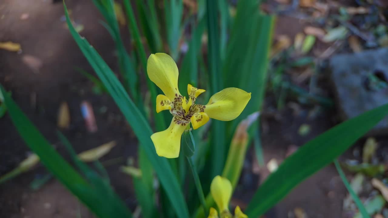 长叶新草是鸢尾科多年生草本植物。它们来自《新热带》和《亚特兰提卡之眼》他们有水果胶囊视频素材