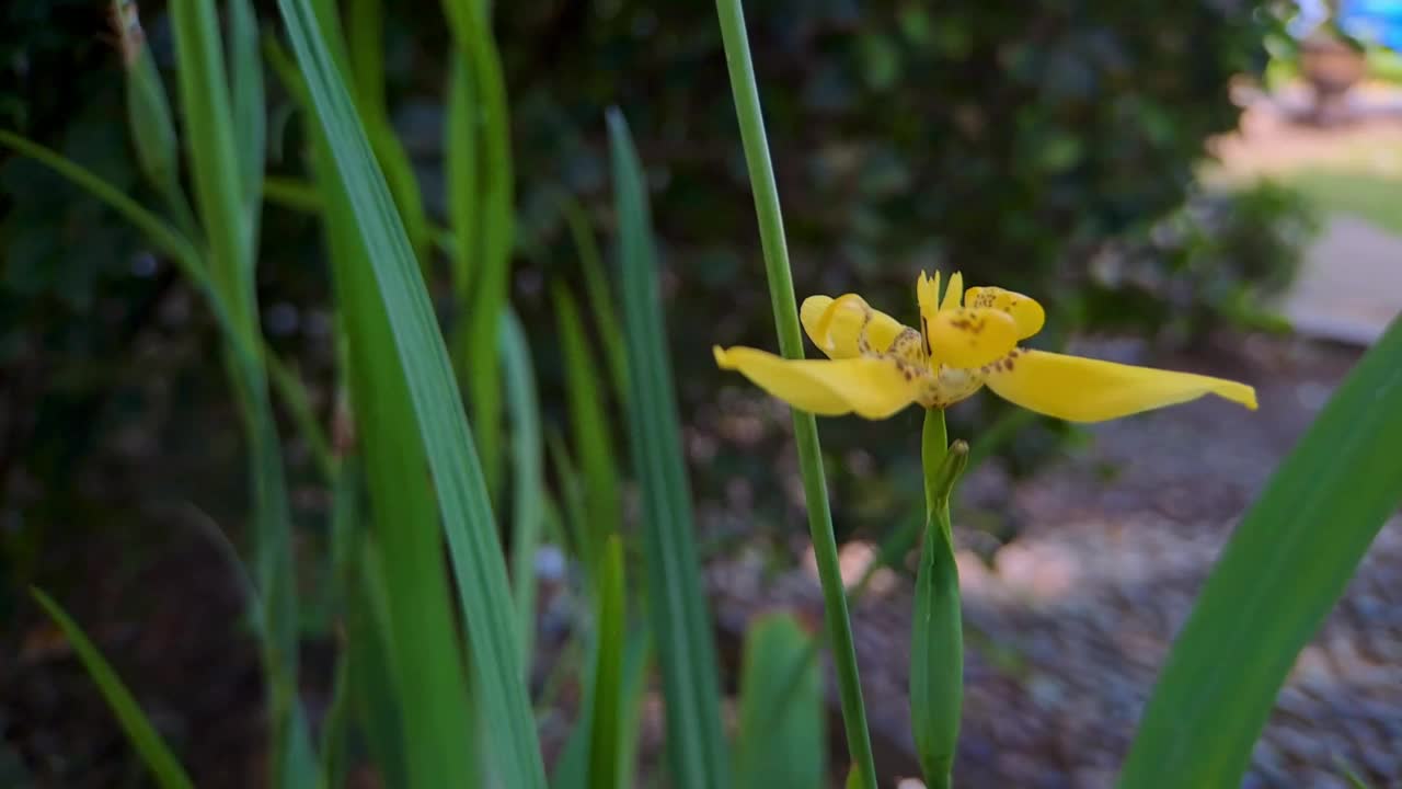 长叶新草是鸢尾科多年生草本植物。它们来自《新热带》和《亚特兰提卡之眼》他们有水果胶囊视频素材