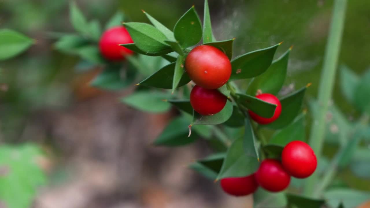 近距离的针叶Ruscus aculeatus被称为红浆果屠夫扫帚(Pungitopo)。是一种低矮的常绿灌木，有扁平的枝状枝，其叶呈硬的、有刺尖的外观。视频素材