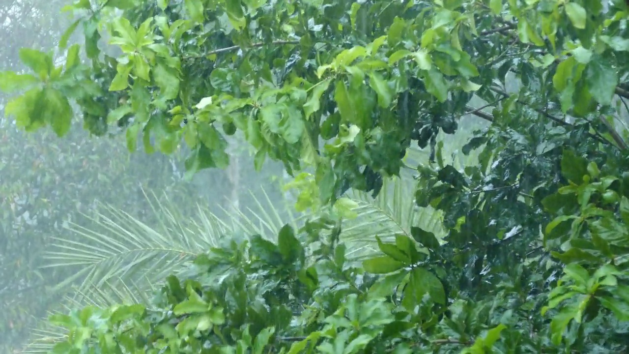 在大雨中，树枝随风飘荡视频素材