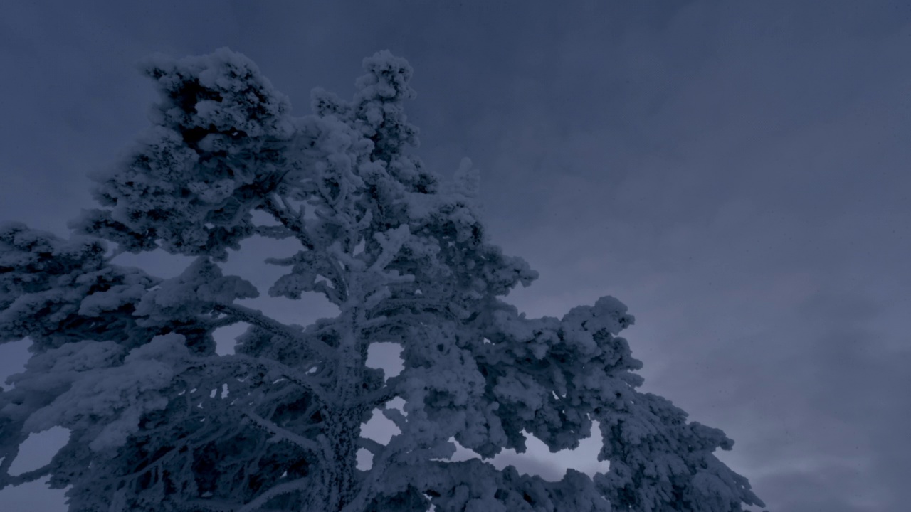 雪覆盖的树，芬兰，从日到夜的时间流逝视频素材