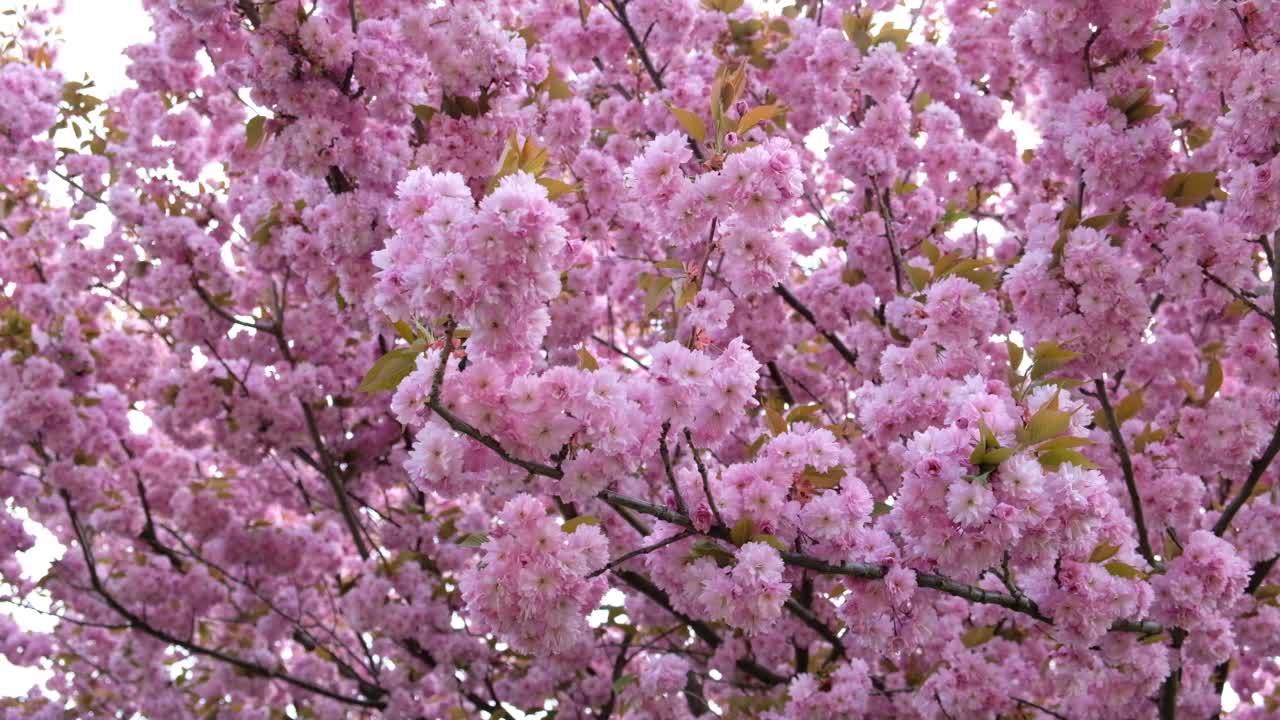 春花旗。樱花或杏树在早春盛开的粉红色花朵的枝条。令人惊叹的自然花卉春季横幅或贺卡，明信片，海报。有选择性的重点视频素材