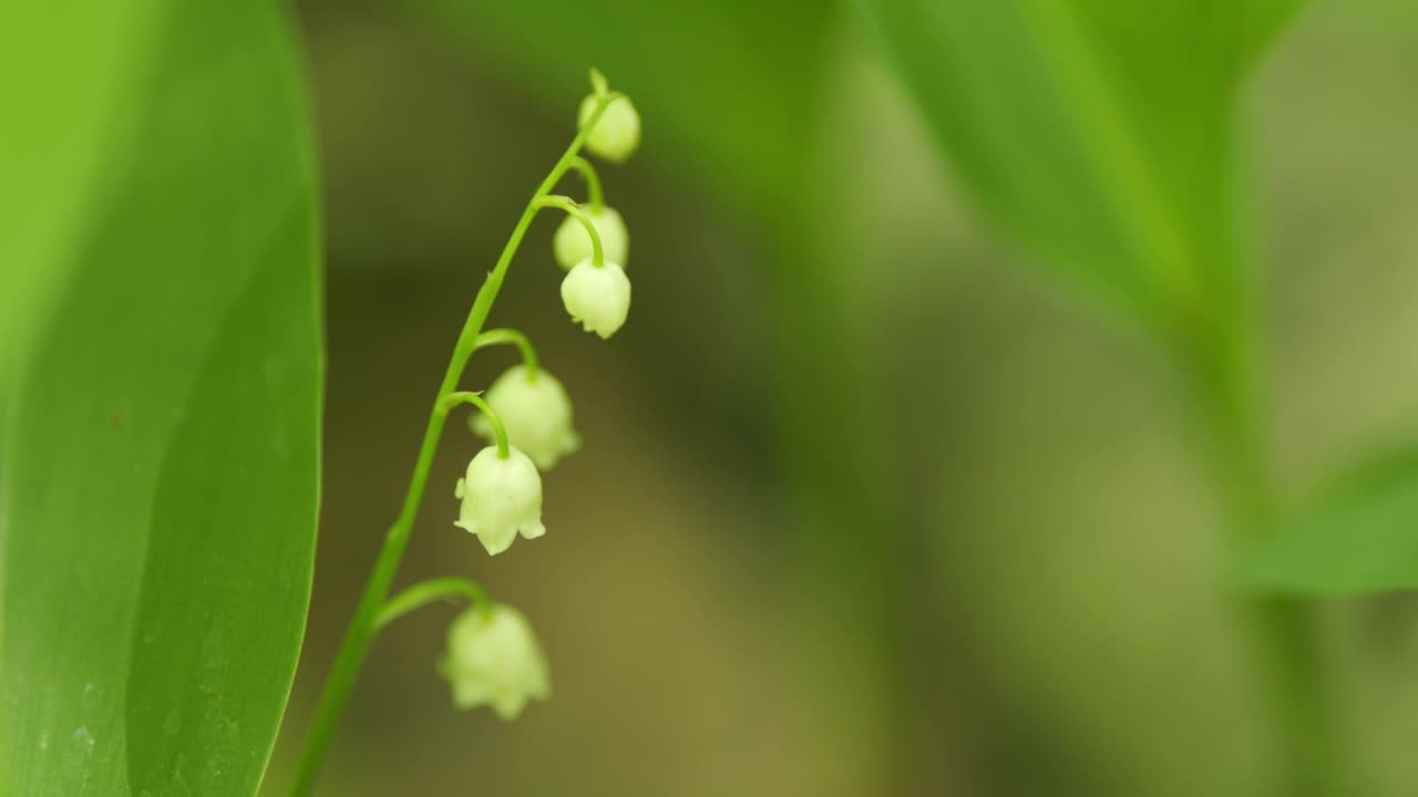 美丽的春花。五月铃花，五月百合花，铃兰花，麝香花。缓慢的运动。视频素材