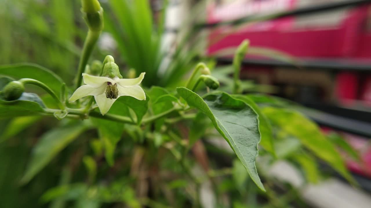 菜园里青椒花蕾的特写照片。视频下载