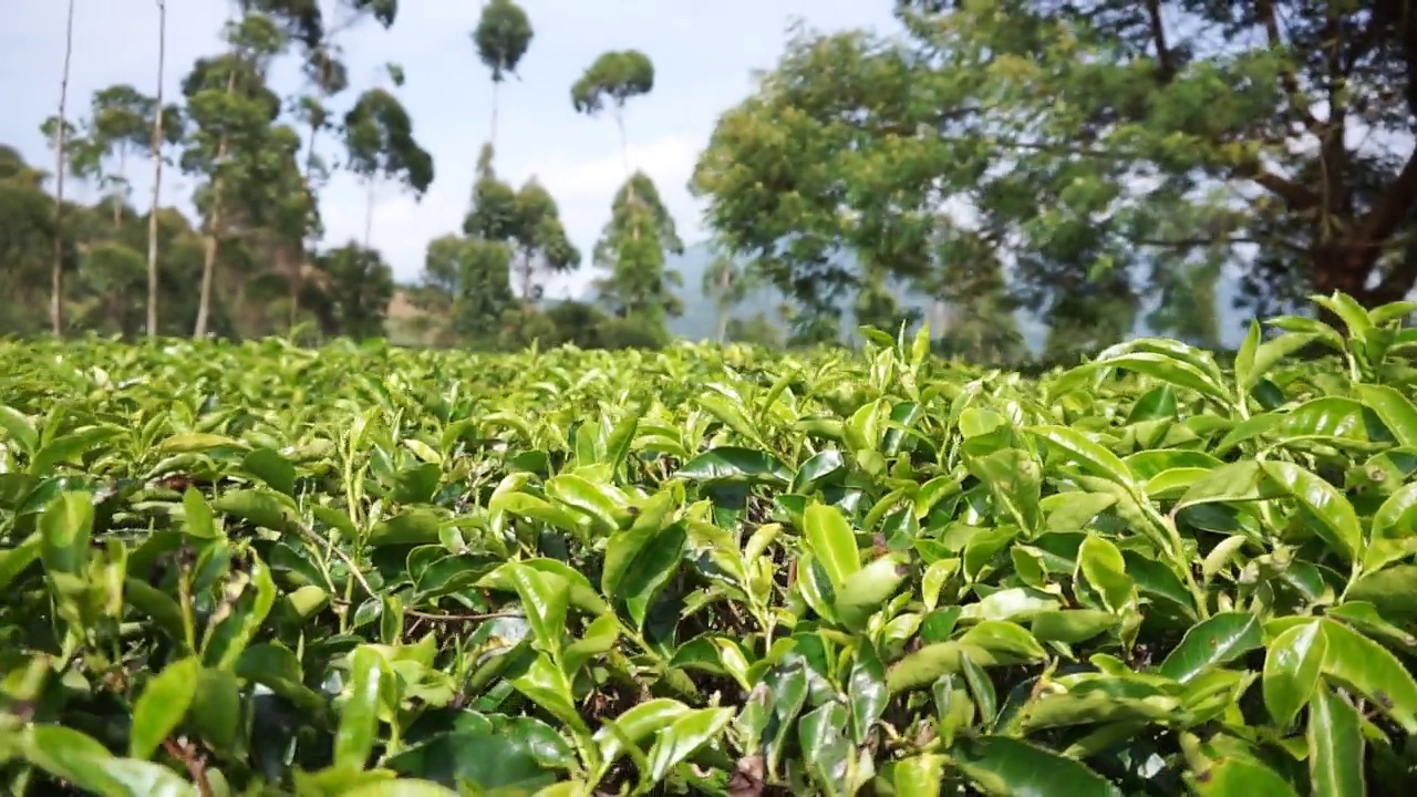 群山的全景，高高的绿树和绿茶种植园视频素材