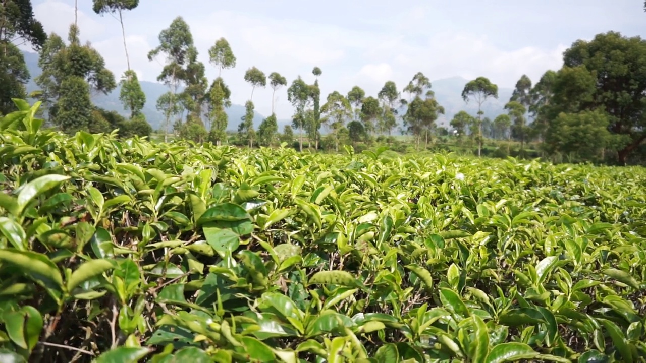 群山的全景，高高的绿树和绿茶种植园视频素材