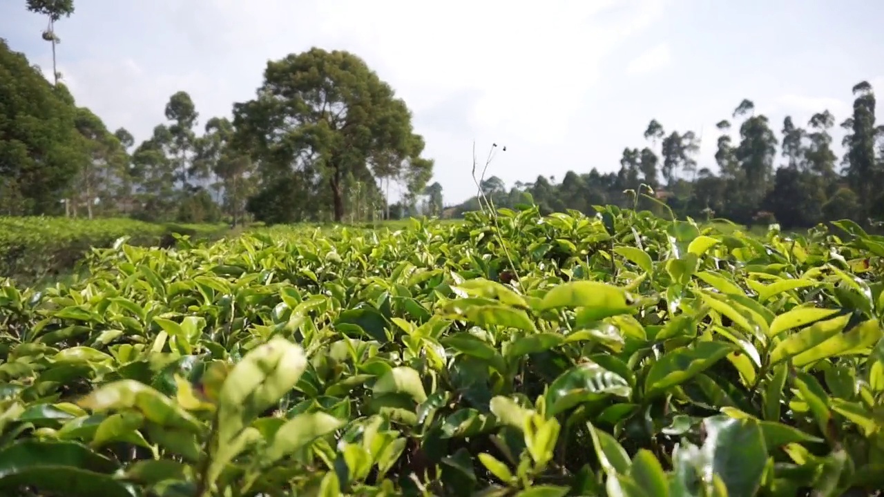 群山的全景，高高的绿树和绿茶种植园视频素材