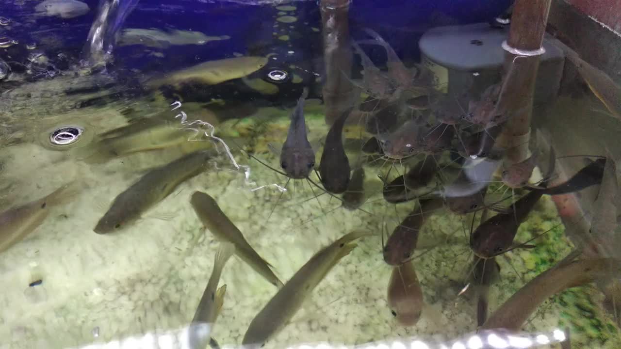 水族箱里成群的小鲶鱼视频下载