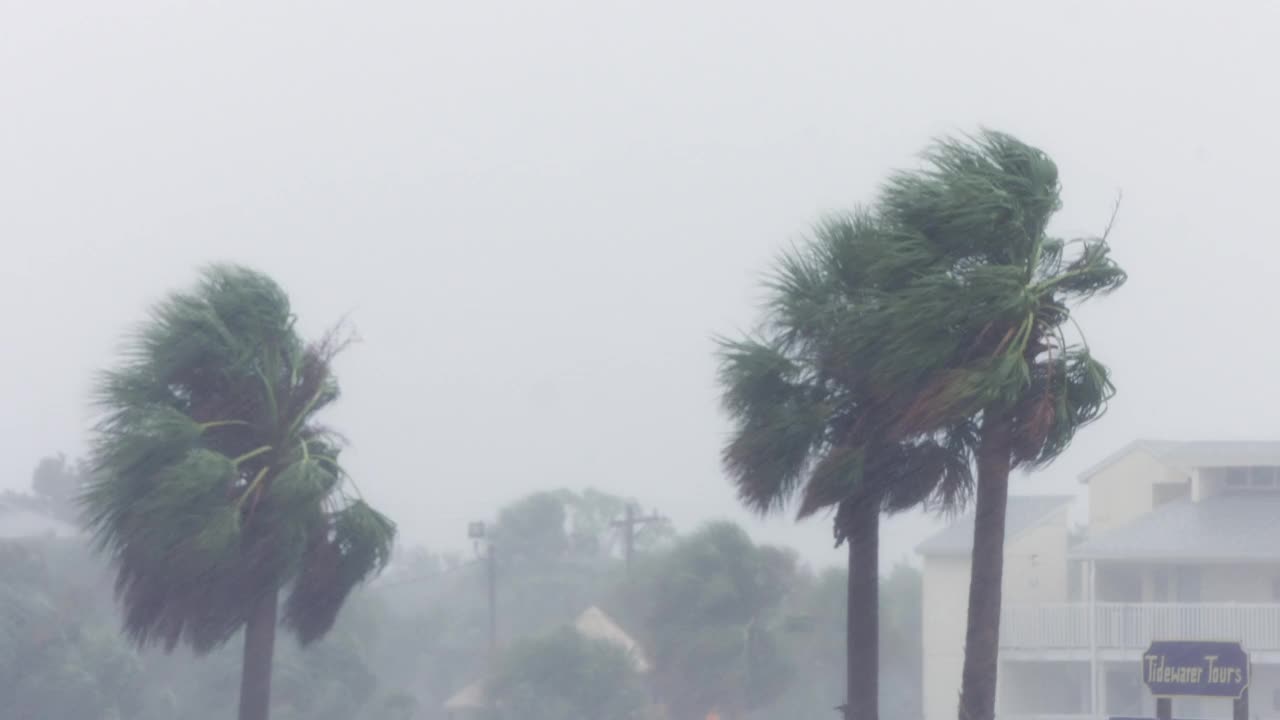 棕榈树，雨，风，爱米娜飓风。视频素材