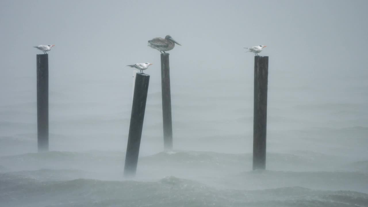 三只海鸥和一只鹈鹕在飓风“爱米娜”中抵御风雨。视频素材