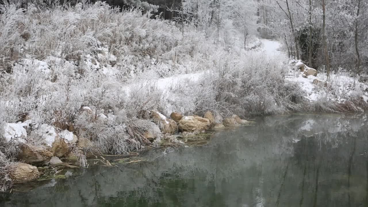 在一个寒冷多雾的冬日，美丽的湖景，雪下的植物被冻住了，湖中的锦鲤也被冻住了视频素材