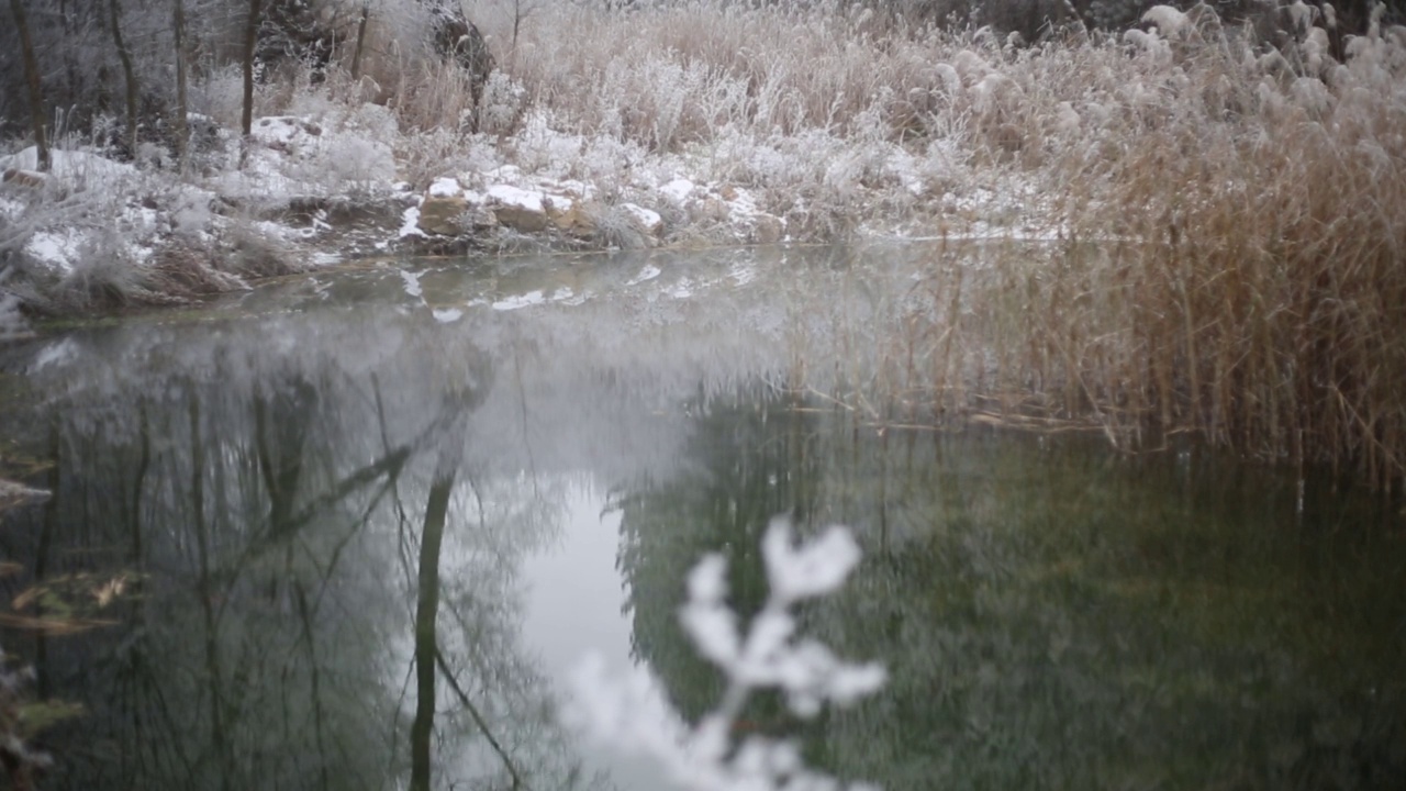 在一个寒冷多雾的冬日，美丽的湖景，雪下的植物被冻住了，湖中的锦鲤也被冻住了视频素材