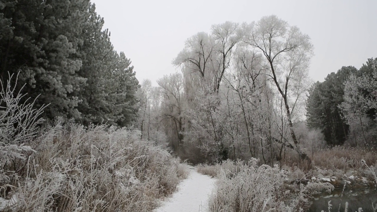 美丽的冬季景观，森林里的雪，冰冻的植物视频素材