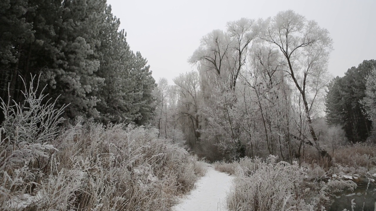 美丽的冬季景观，森林里的雪，冰冻的植物视频素材