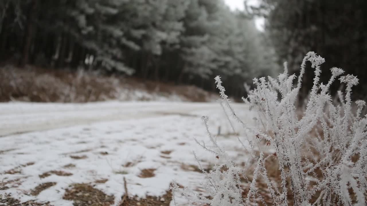 美丽的冬季景观，森林里的雪，冰冻的植物视频素材