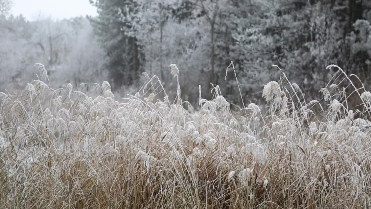 美丽的冬季风景，森林里的雪视频素材