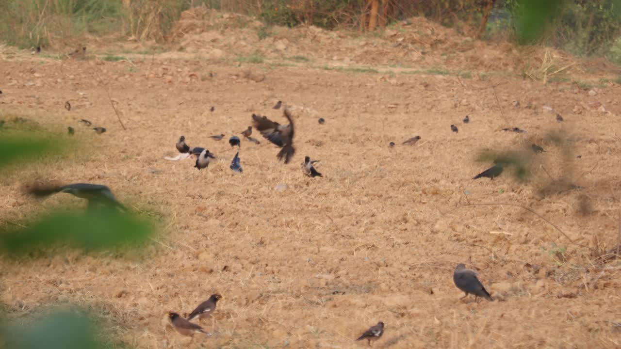 小鸟视频素材