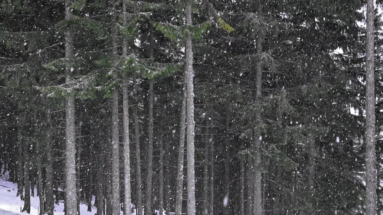 美丽的雪花飘落在宁静的森林里视频素材