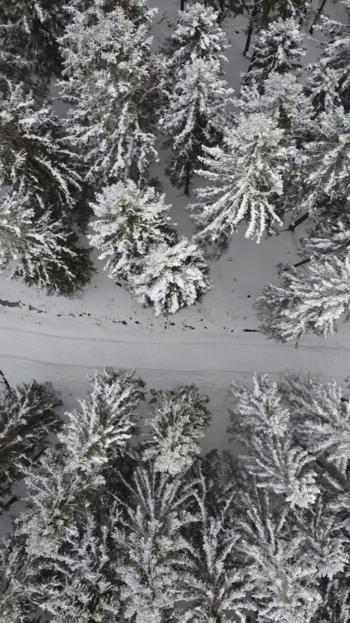 垂直无人机视频覆盖积雪的树木和道路在冬天。视频素材