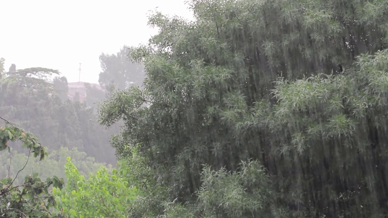 热带大雨视频素材