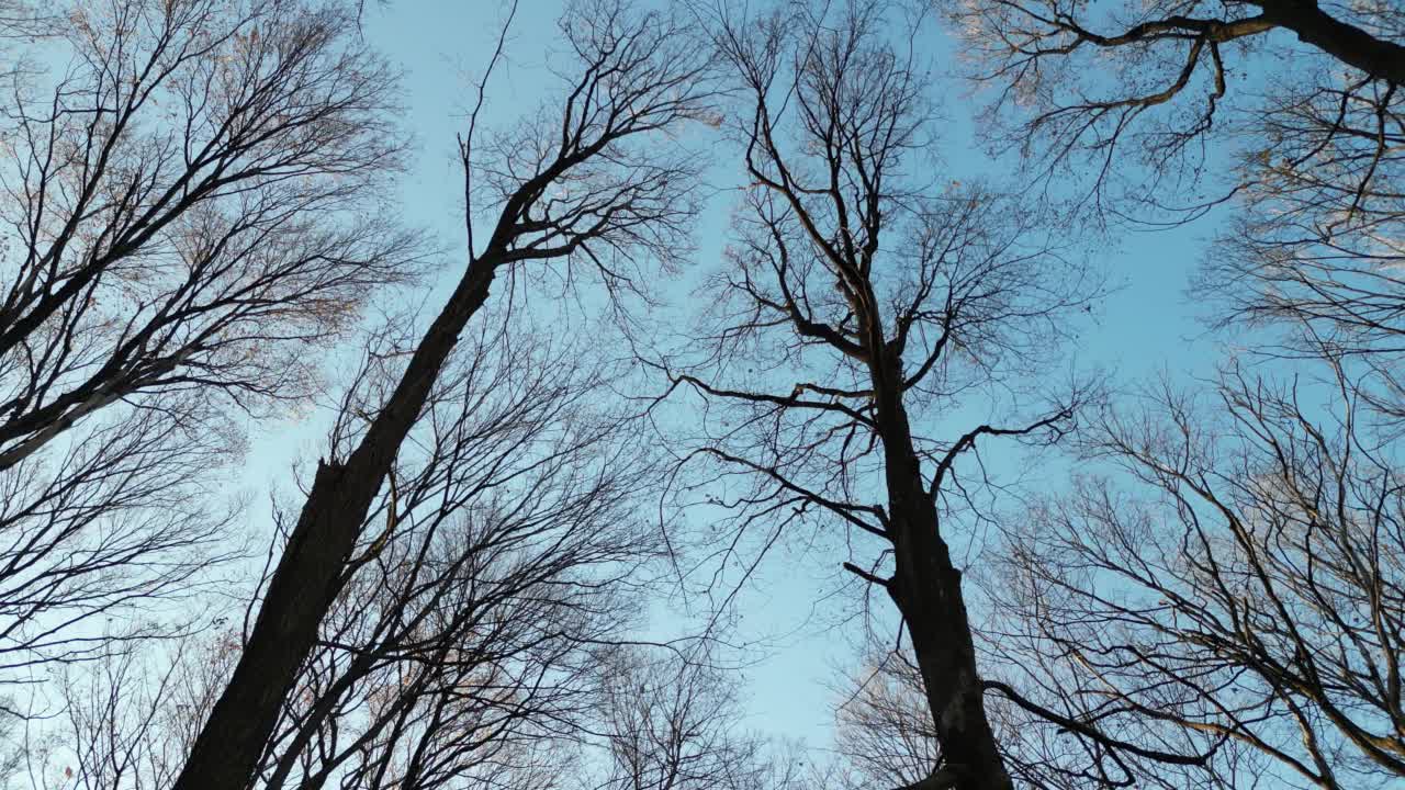 飞越秋天的林地公园视频素材