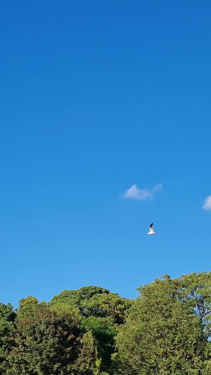 鹅和海鸥在当地公园的湖边视频素材