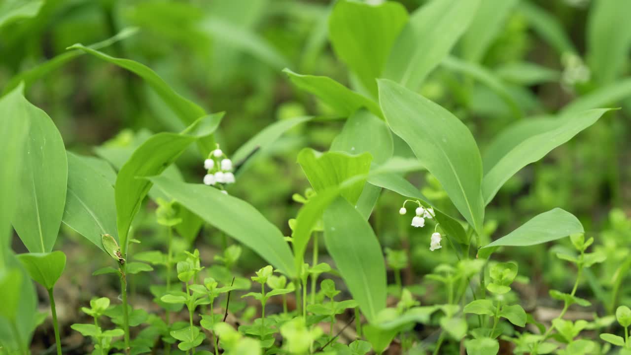 林间的百合花生长在春天的树林中。铃兰属马贾利。关闭了。视频素材