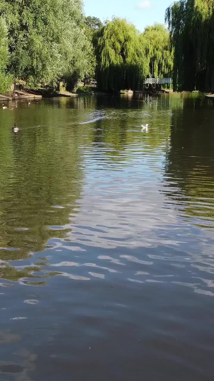 鹅和海鸥在当地公园的湖边视频素材