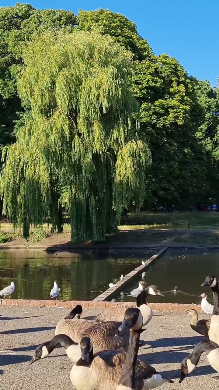 鹅和海鸥在当地公园的湖边视频素材