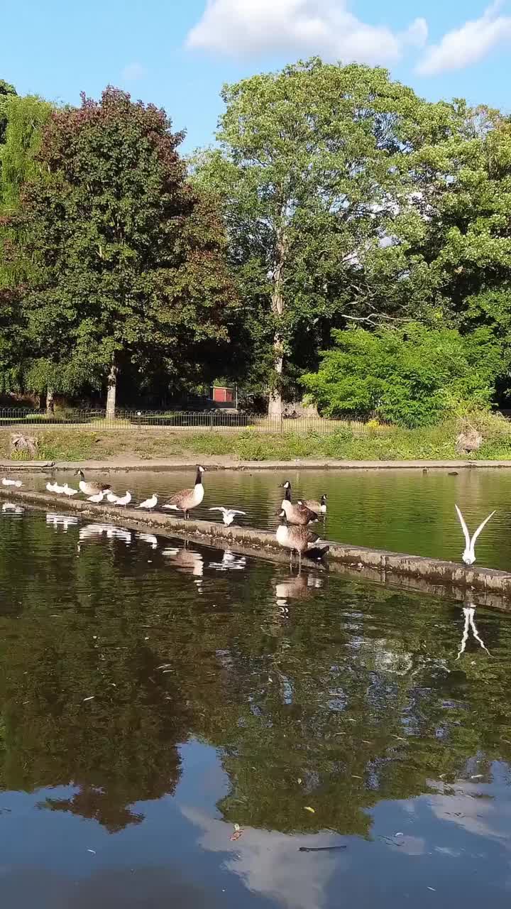 鹅和海鸥在当地公园的湖边视频素材