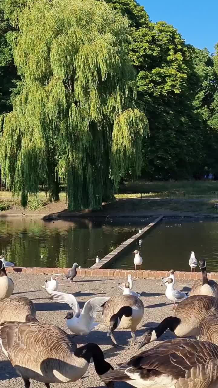 鹅和海鸥在当地公园的湖边视频素材