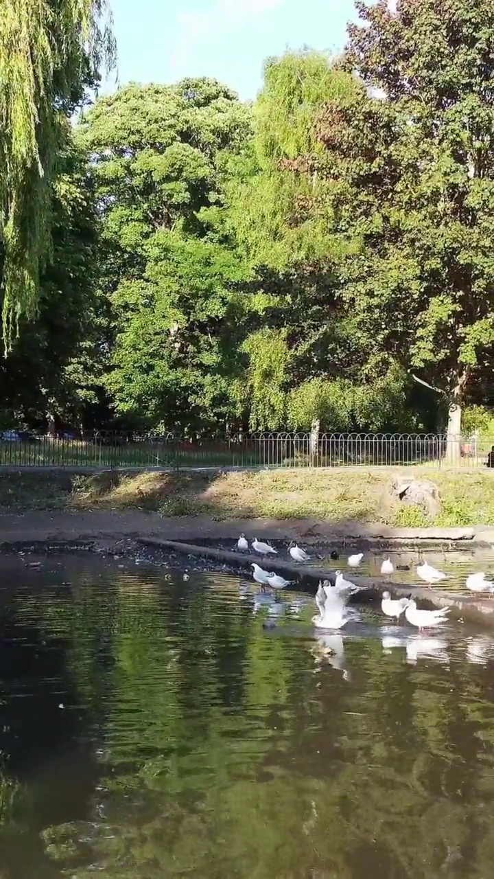 鹅和海鸥在当地公园的湖边视频素材