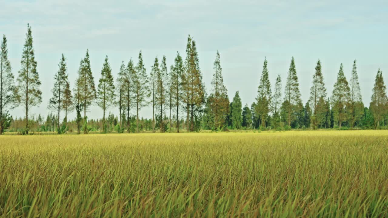 稻田里的水稻特写视频素材