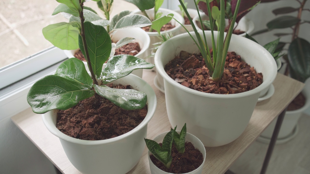 爱护家里的植物，在叶子上喷洒水雾，自产农产品的概念。视频素材