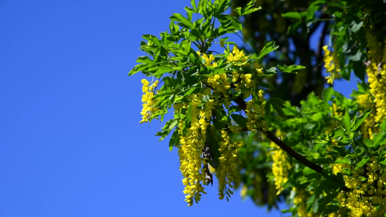 黄色锦鸡儿花视频素材