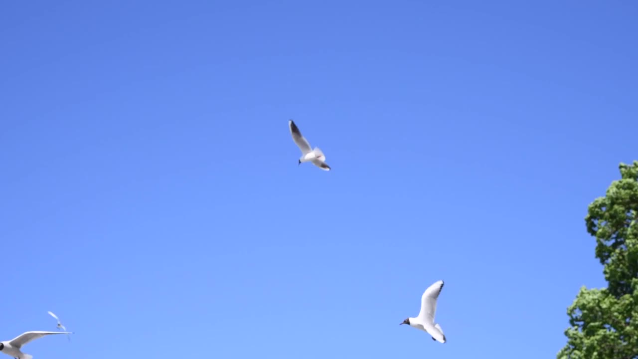 天空中黑头鸥视频素材