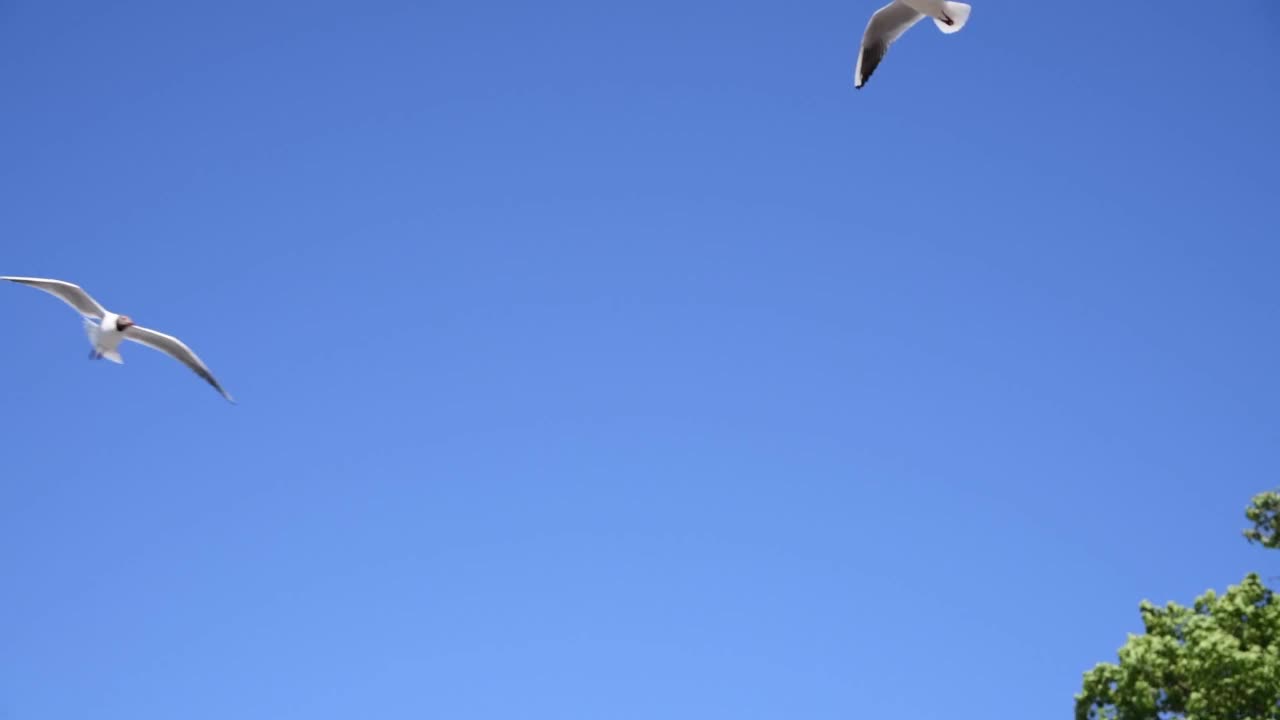 天空中黑头鸥视频素材