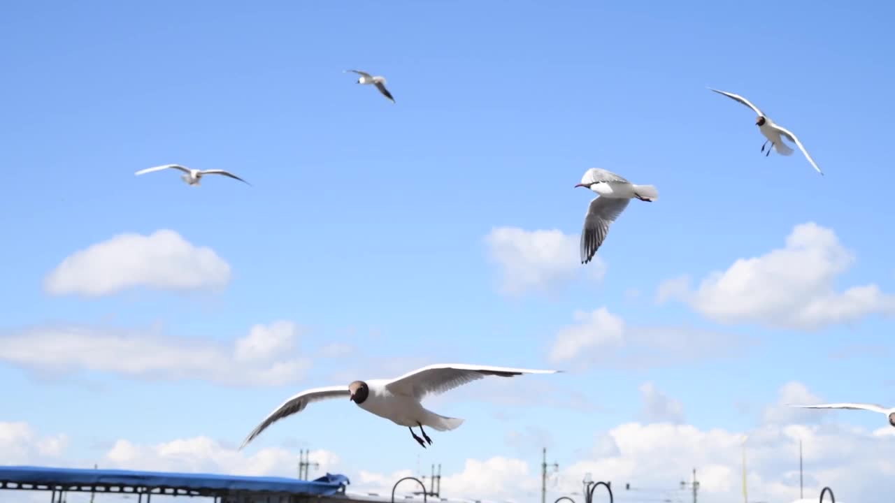 天空中黑头鸥视频素材